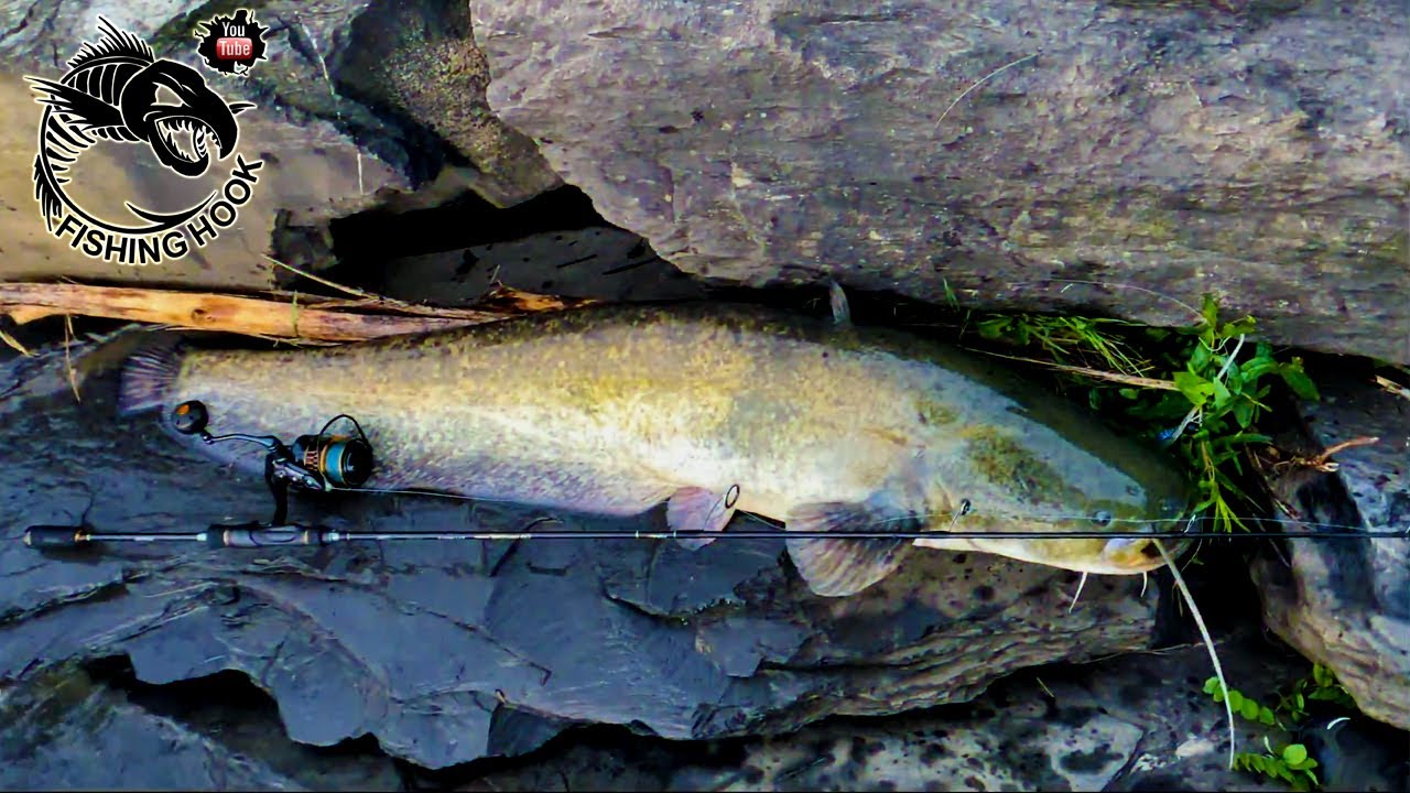 Spinning fresh water, siluro in canna. Ferrata in diretta!!!!