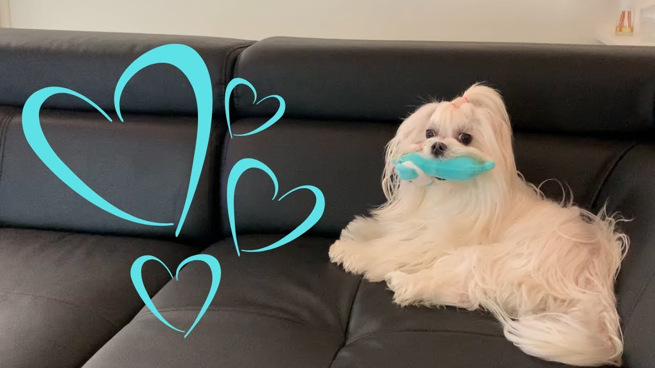 Les bichons maltais s'amusent avec leurs nouveaux jouets ! Vidéo de chiens mignons !