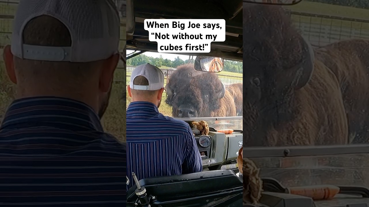 Not today Big Joe! 😂🦬 #farming #bisonranch #bison #buffalo #oklahoma #ranchlife #farming #farm