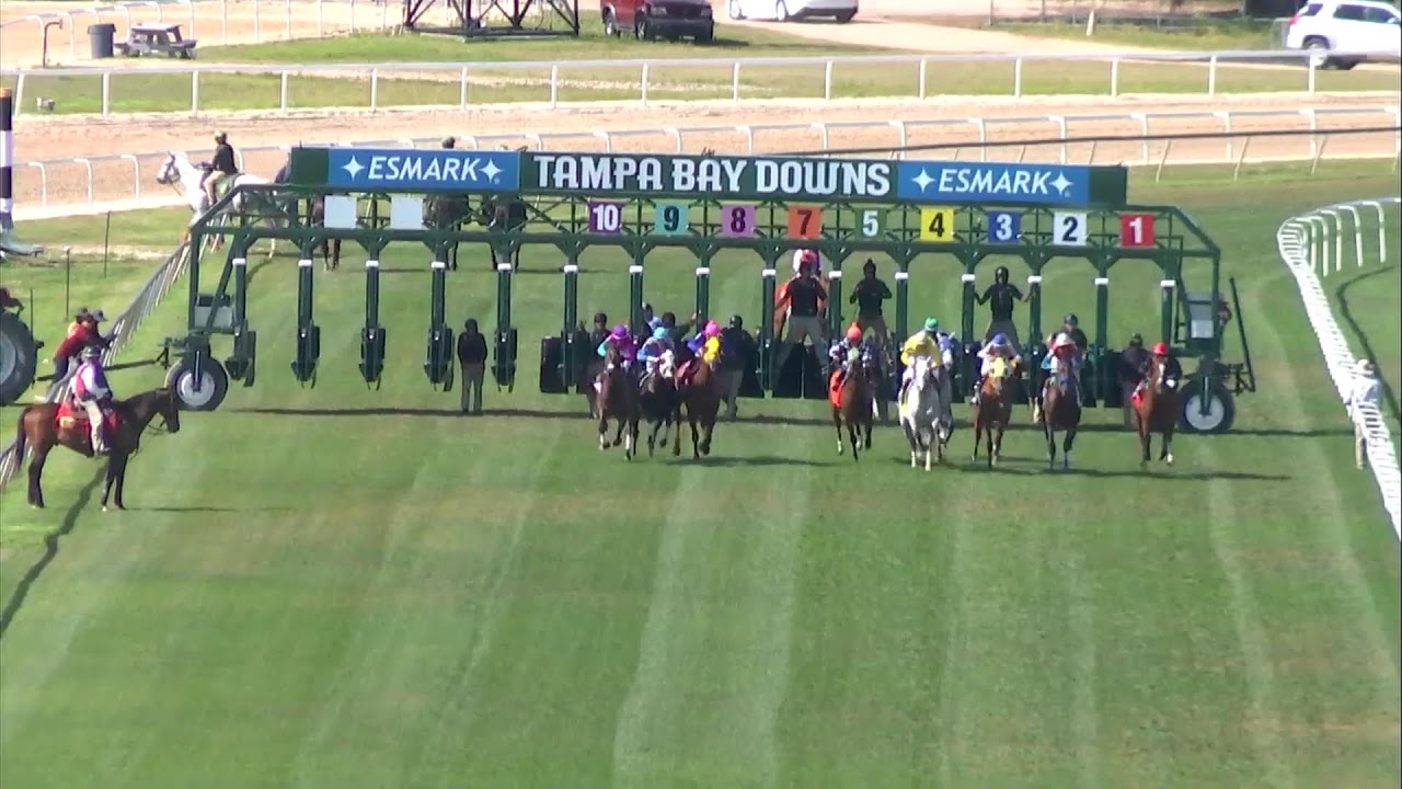 Tampa Bay Downs Live Stream