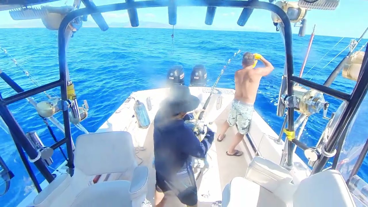 Looking for Akus but blessed with a Blue Marlin. Nov 21, 2024