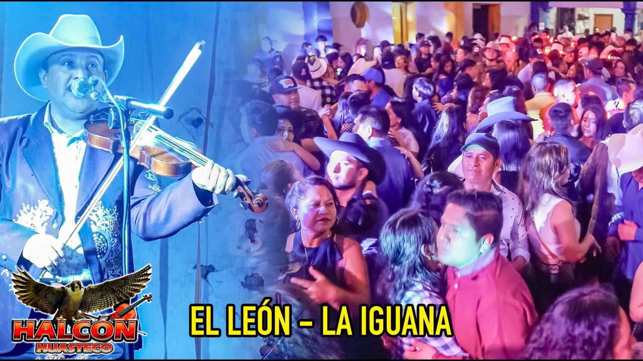 Trio Halcón Huasteco - El León - La iguana (En vivo 2024)