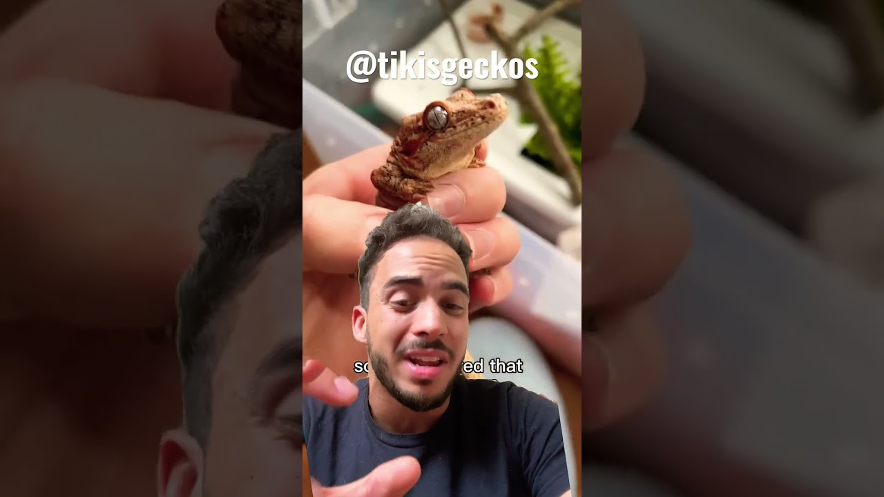 Prolapse Hemipene? Join our Membership program for more industry secrets! @TikisGeckos