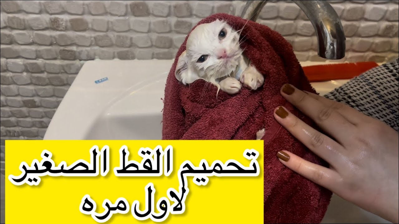 الطريقه الصحيحه  لتحميم القطط بكل تفاصيلها ازاي احمي قطتي