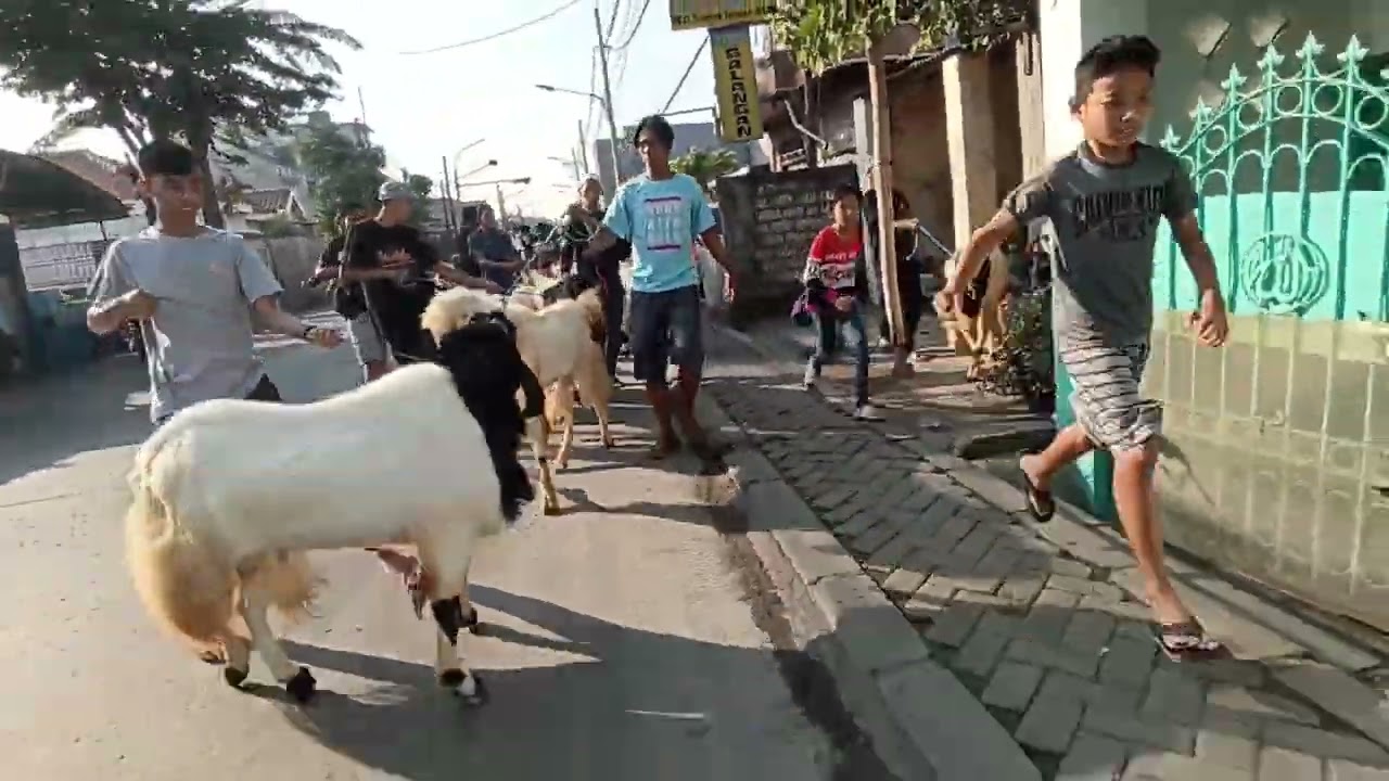 Arak2an kambing qurban idul adha 2022 ditambak langon surabaya
