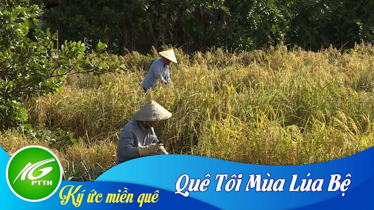 Ký ức miền quê | Quê tôi mùa lúa bệ| THKG