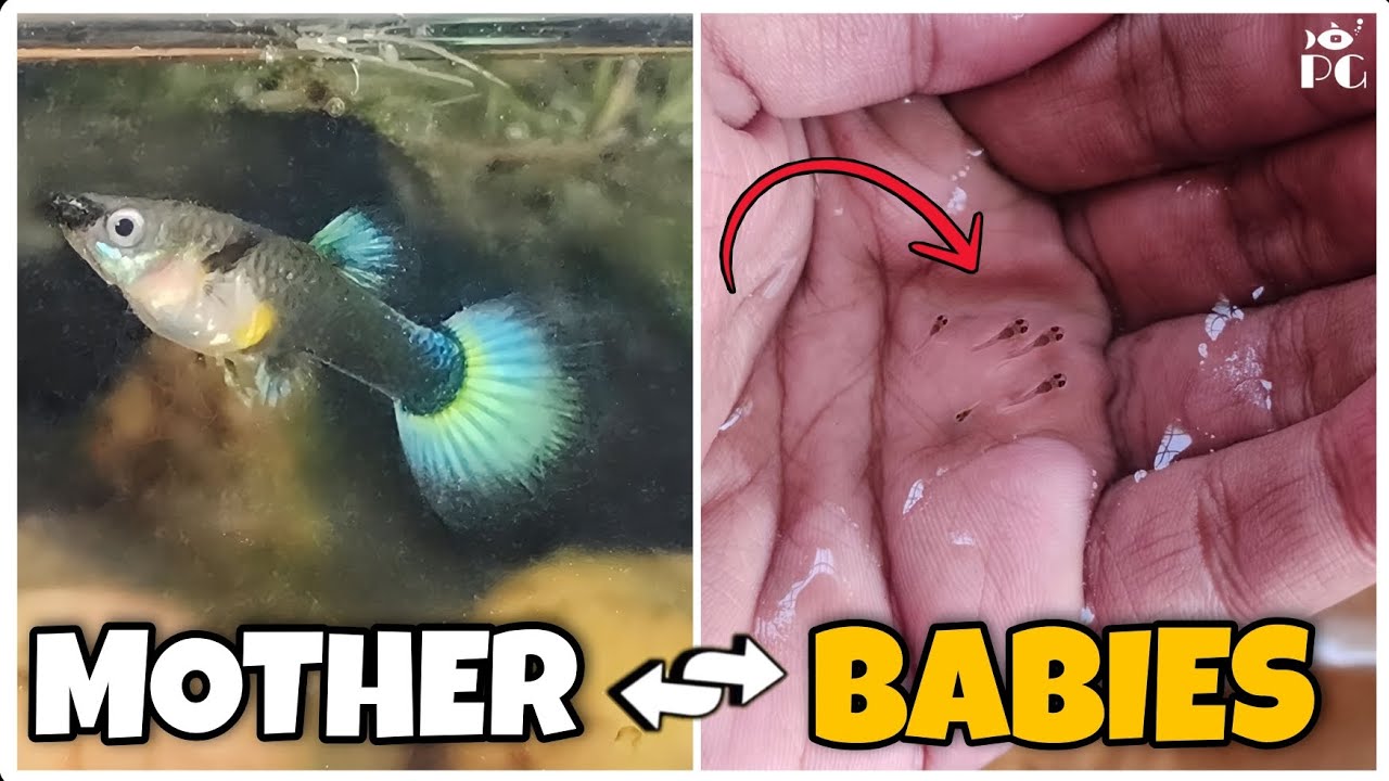 Watch My Guppy Grow From Fry To Adult and have Babies...!! || #guppyfish #guppybreeding #breeding ||