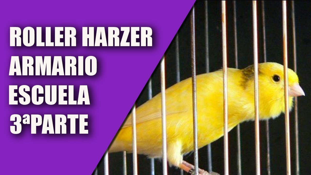 Visitando Aviarios (Roller harzer, Armario escuela)3ªPARTE