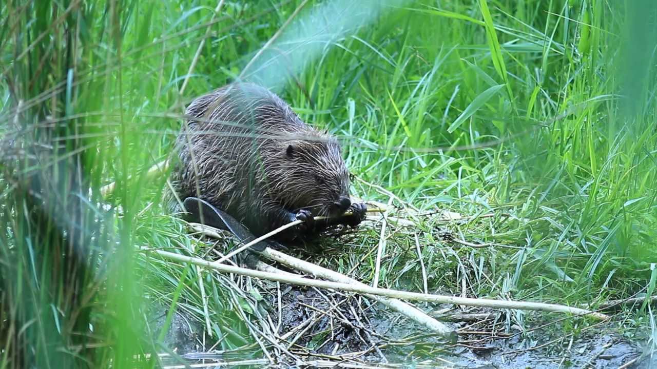 Vroege Vogels - Bever druk aan het knagen