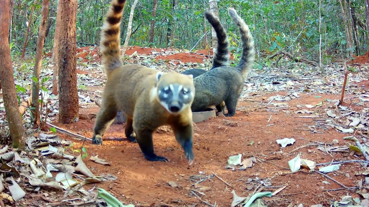 animais selvagem / veio muitas espécie no bebedouro