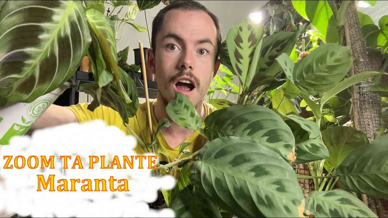 ZOOM TA PLANTE - LES MARANTA