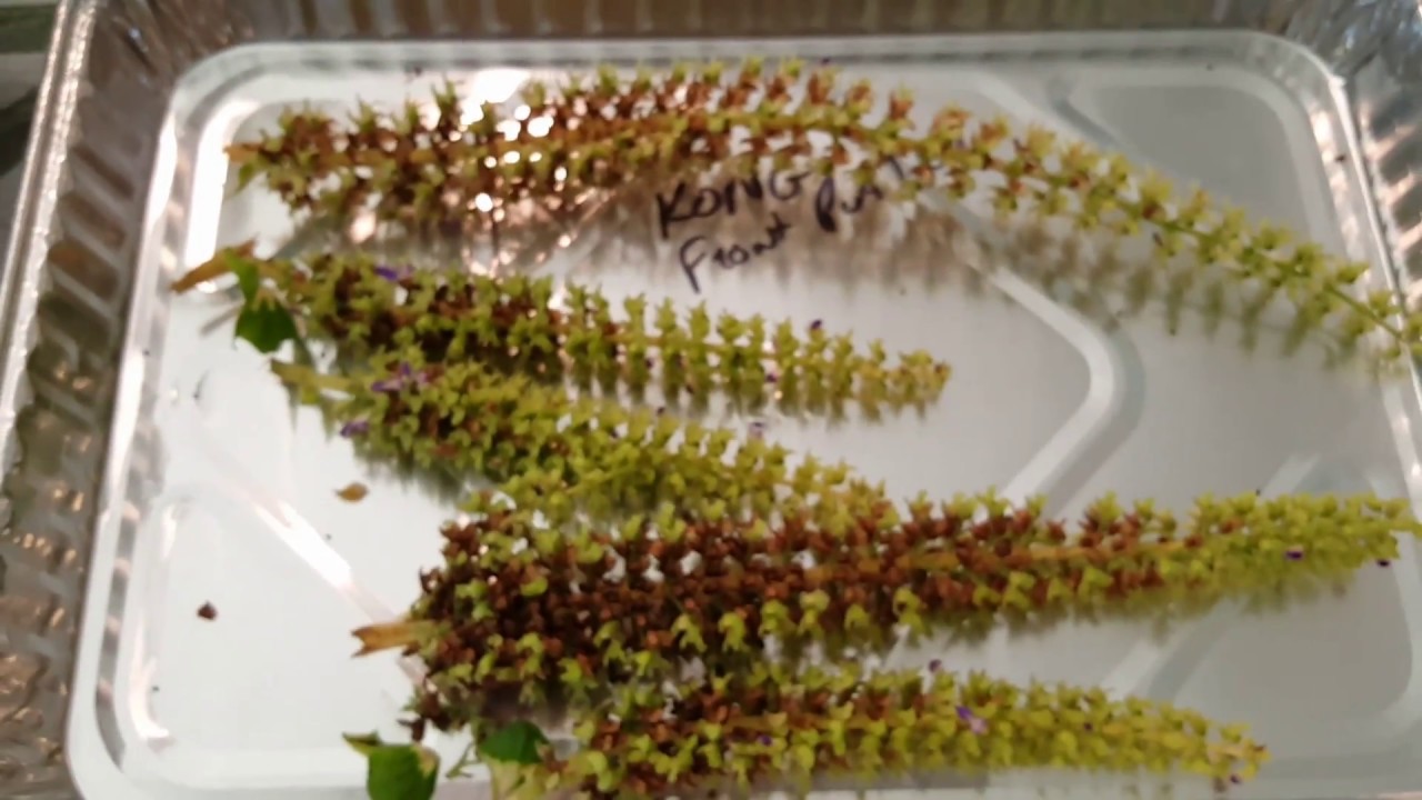 Harvesting  SEEDS from Coleus !!
    The easiest way to harvest these tiny seeds!! YOU CAN DO THIS!!
