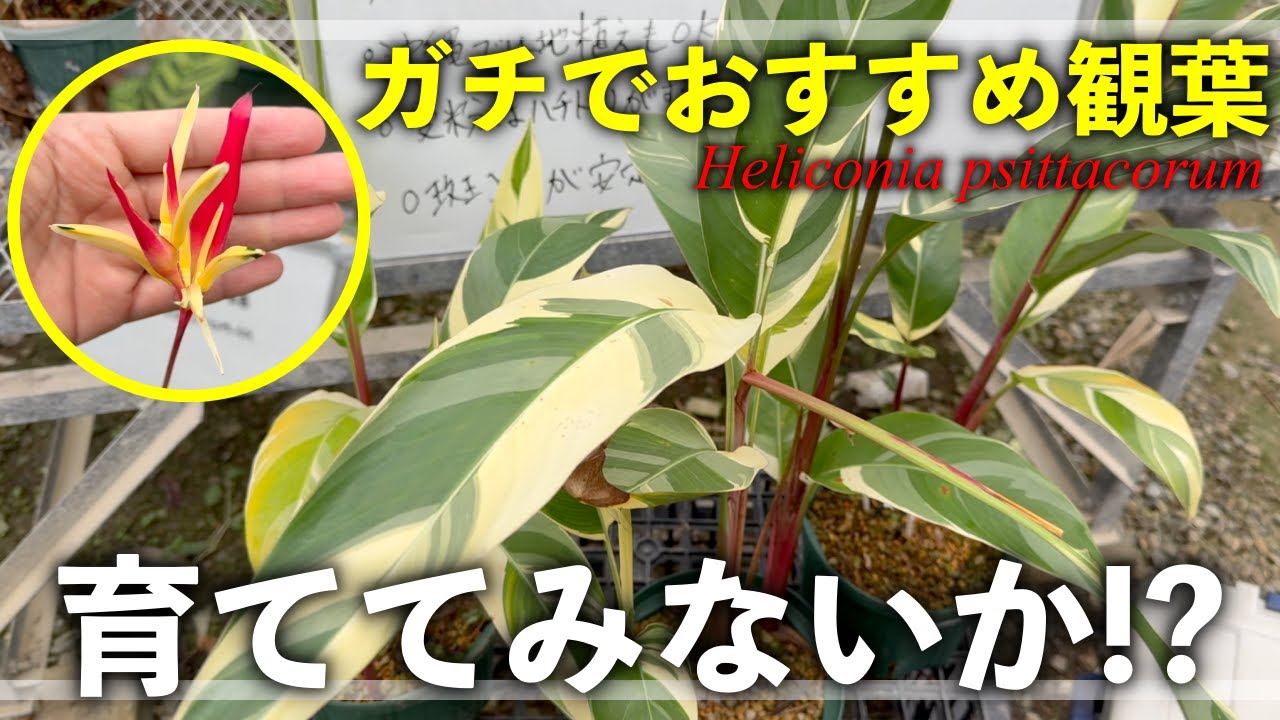 ガチでおすすめの観葉植物を育てみないか！？