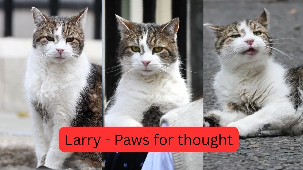 Larry, The Downing Street Cat - Paws for thought