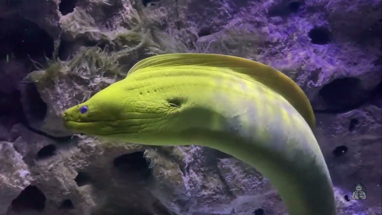 The Moray Eel - Kids Bible Lesson - Shark Lab Animals