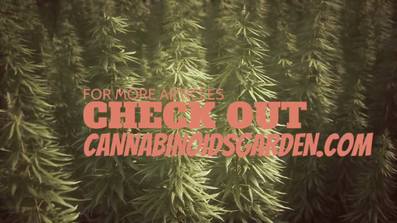 THCP &ndash; Everything You Need to Know | CannabinoidsGarden.com