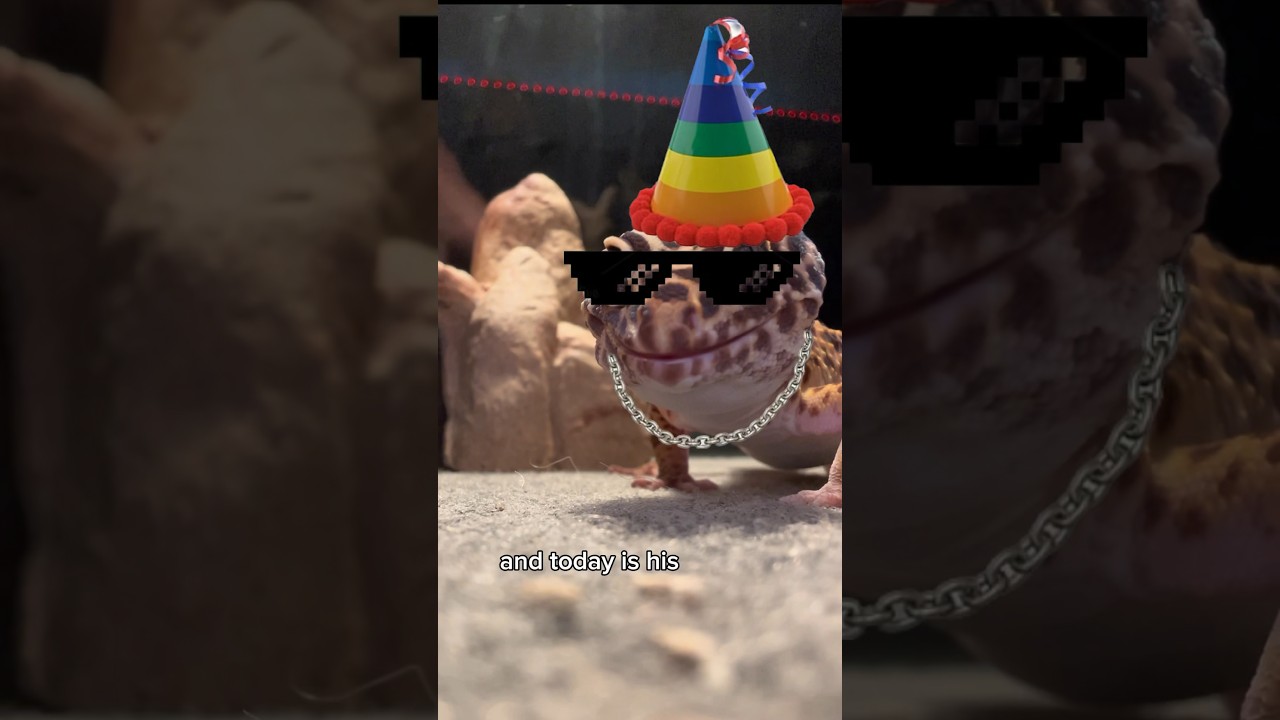 Celebrating My Leopard Geckos Birthday! (Crazy night)