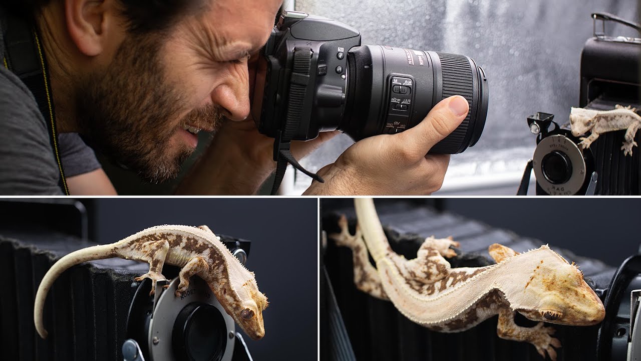 День фотосъемки гекконов! Фотографируем гребенчатых гекконов для вашего сайта или Instagram | За ...