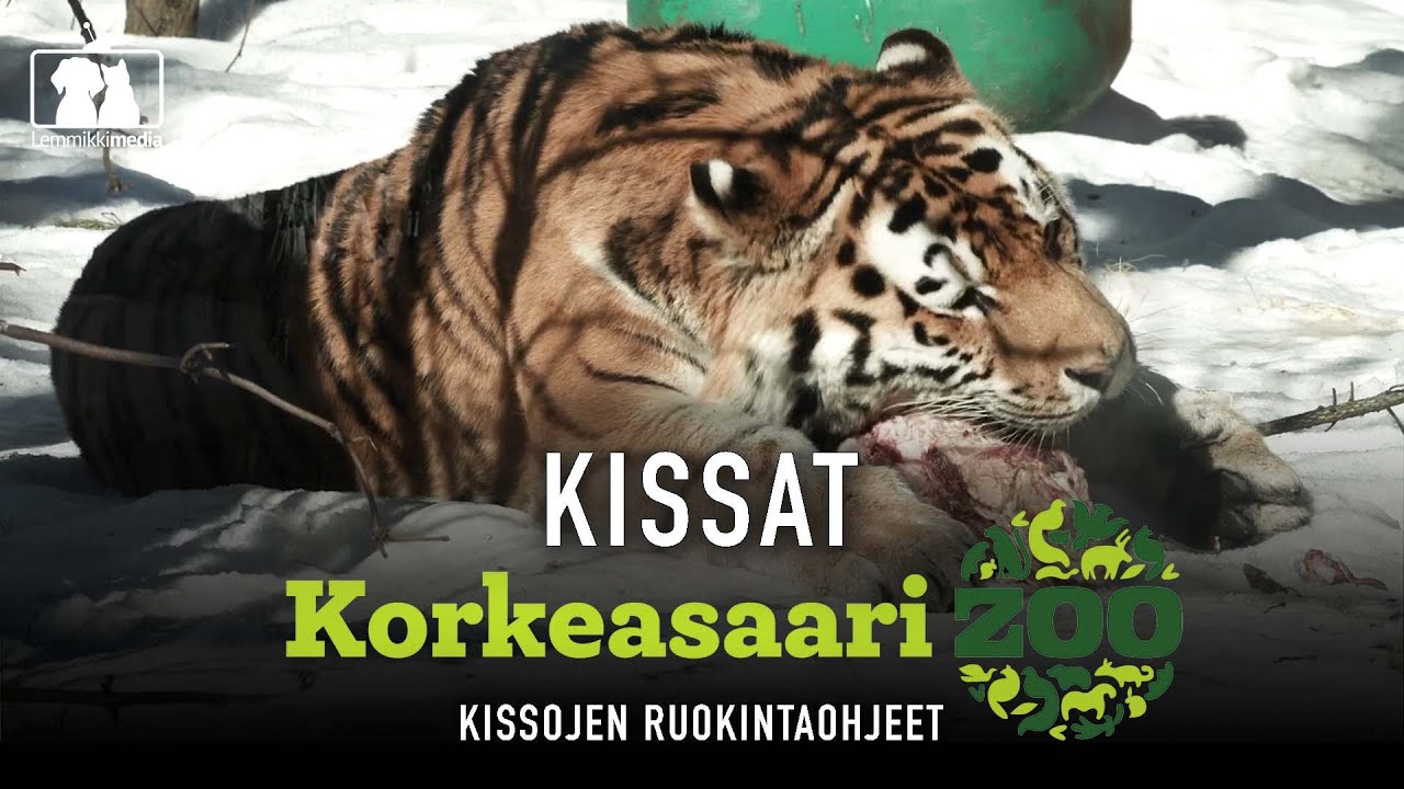 Kissat: Ruokintaohjeet Korkeasaaresta