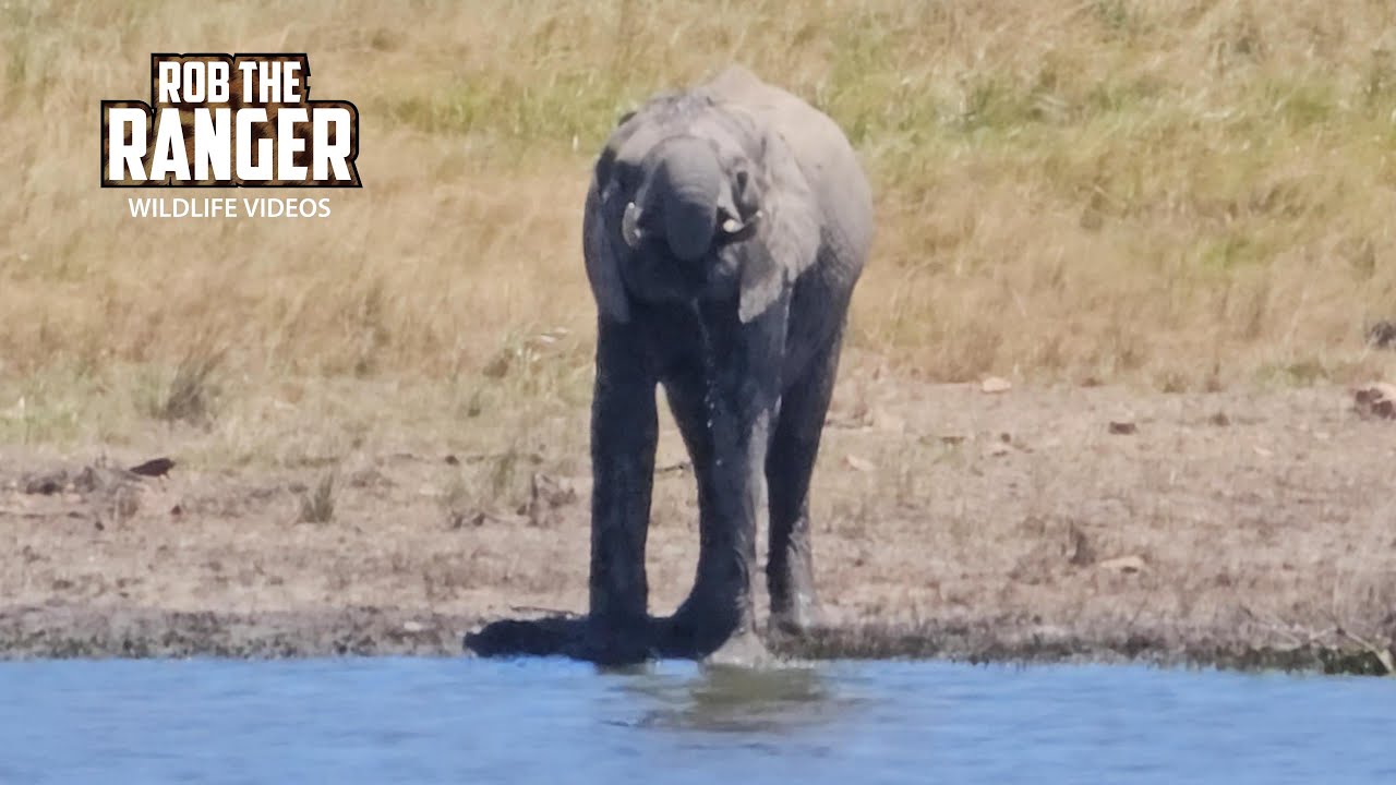 Watching WILD ELEPHANTS On A Nature WALK!!! | Lalashe Mara Ripoi Safari