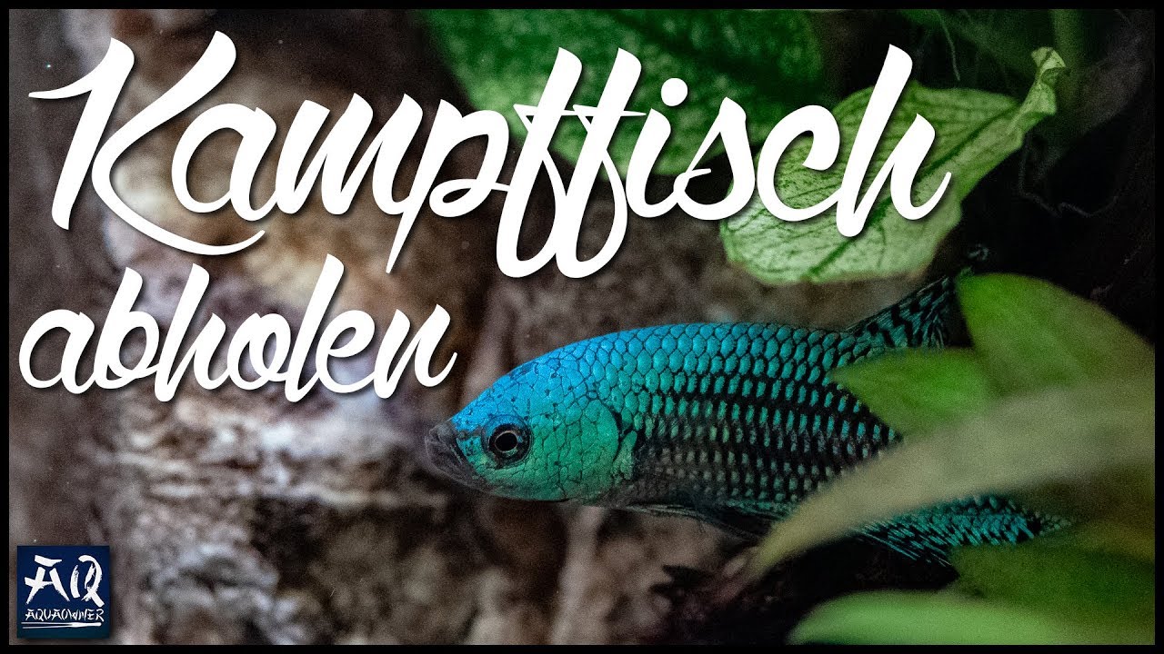Kampffisch aus Thailand | AquaOwner
