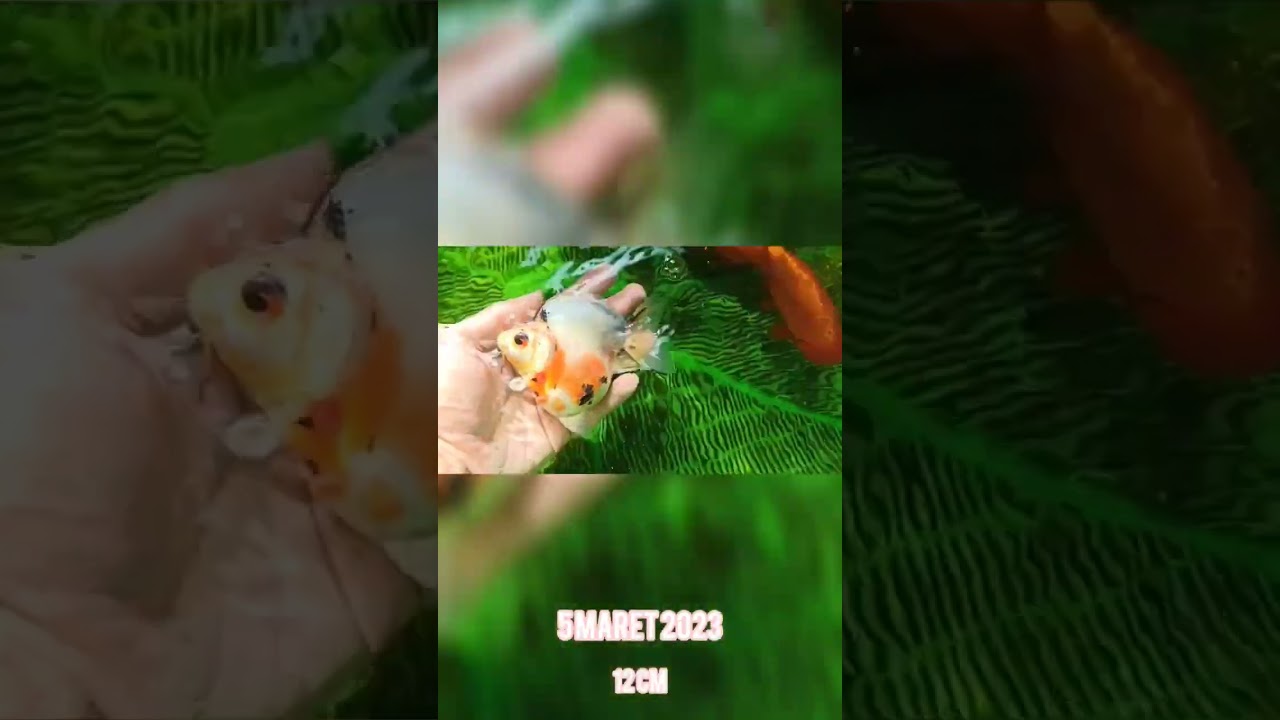 Hasil grooming pakai pelet Thamago #goldfish #grooming #peletkoki #thamago