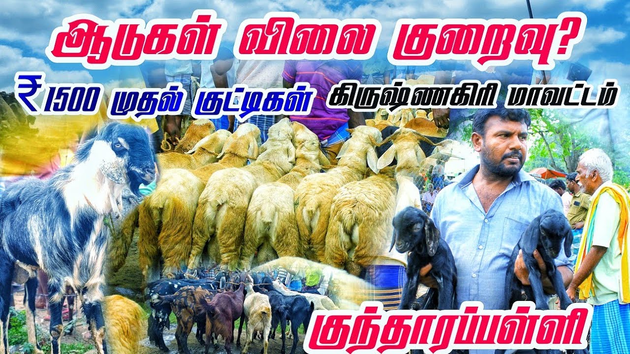 ஆடுகள் விலை குறைவா? 1500 முதல் வளர்ப்பு குட்டிகள் கிருஷ்ணகிரி 🥰 மாவட்டம் குந்தாரப்பள்ளி சந்தை 