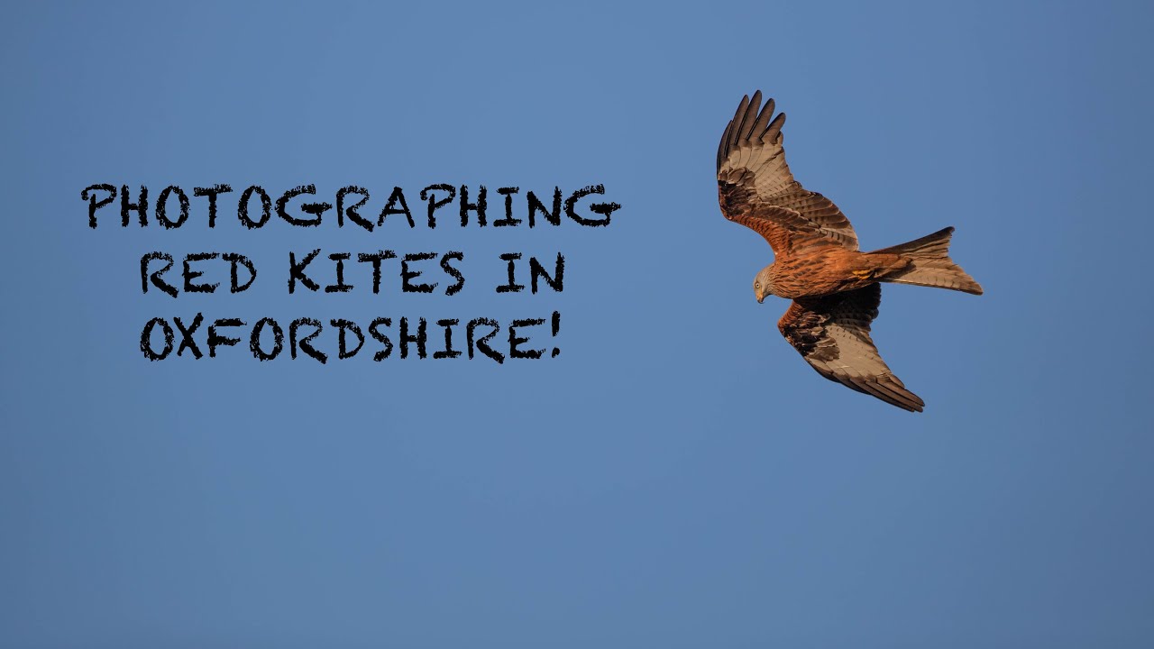 A Day of Wildlife Photography - Photographing Red Kites in Oxfordshire With The Canon 1DXMKii - VLOG