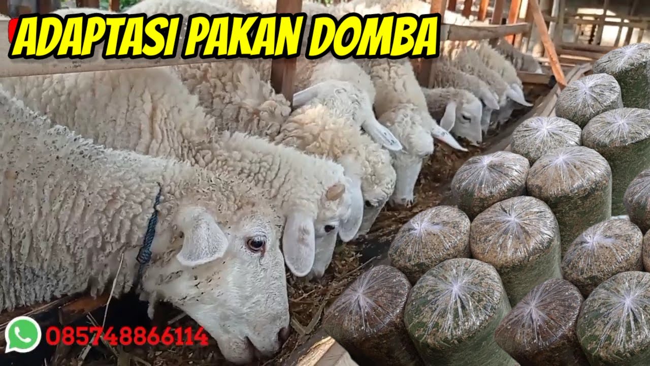 Adaptasi Pakan Domba dari pakan hijauan ganti pakan silase, pakan fermentasi maupun pakan kering