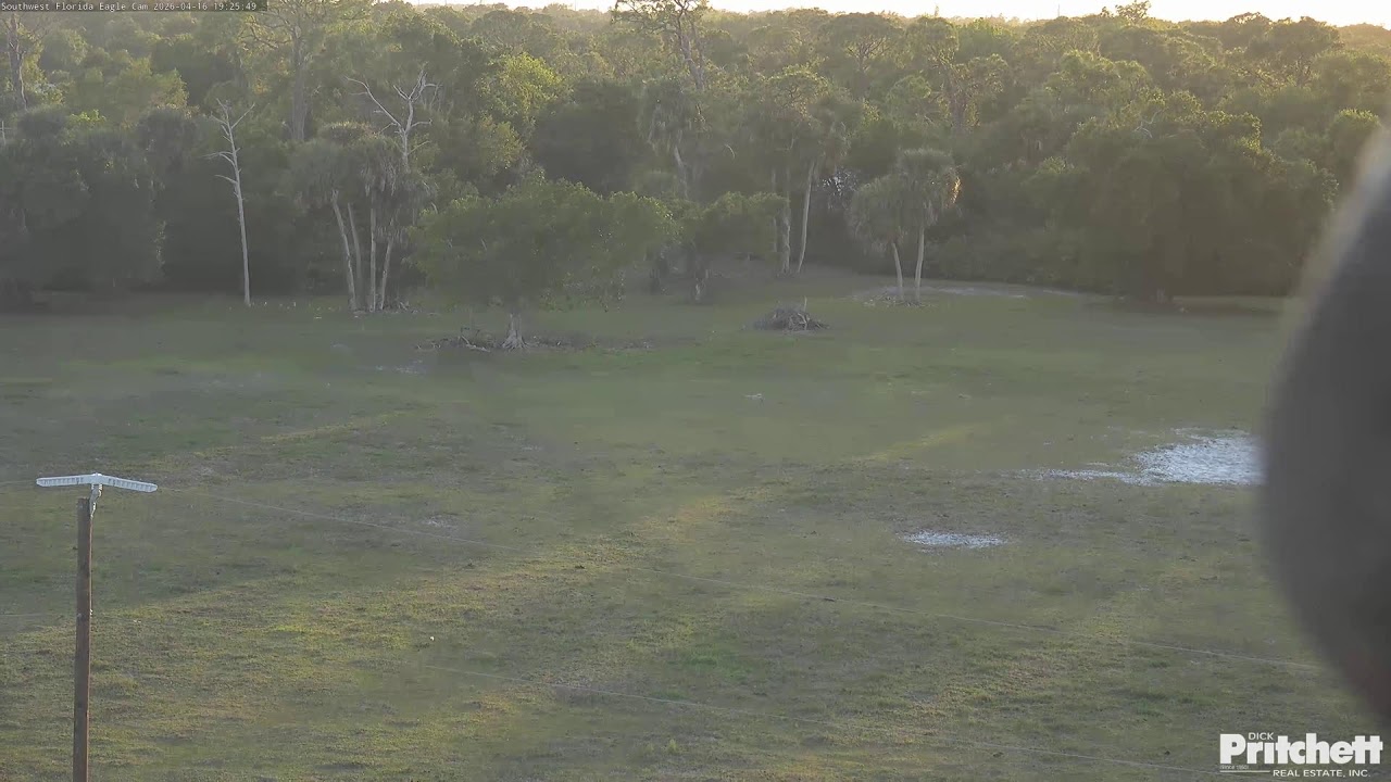 Southwest Florida Eagle Cam