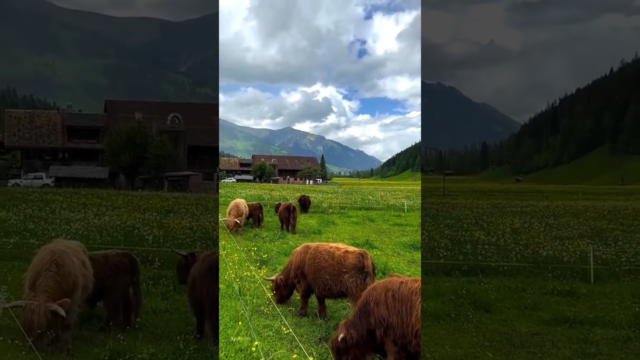 Beautiful nature in Switzerland🇨🇭#switzerland