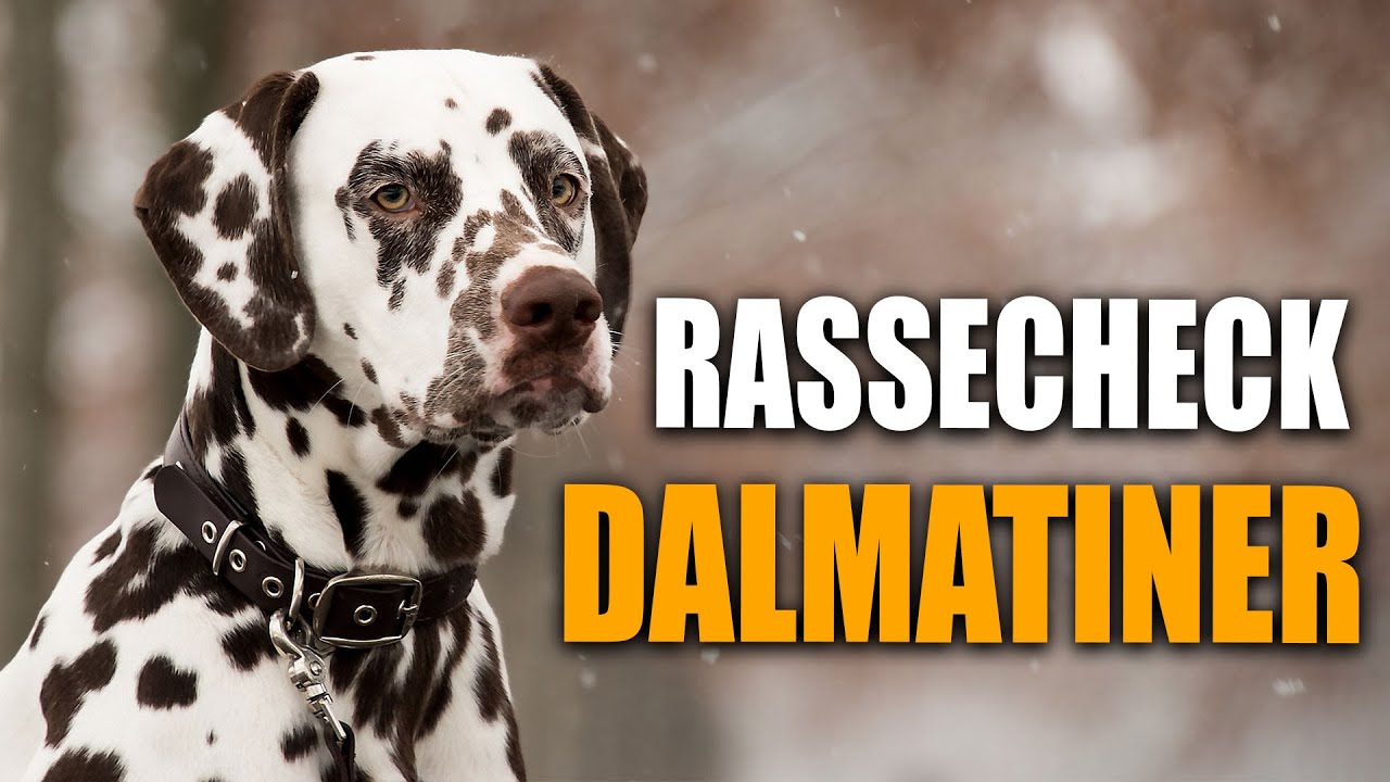 Dalmatiner Rassecheck  - Rasseportrait, Rassebeschreibung, Informationen zur Rasse Dalmatiner