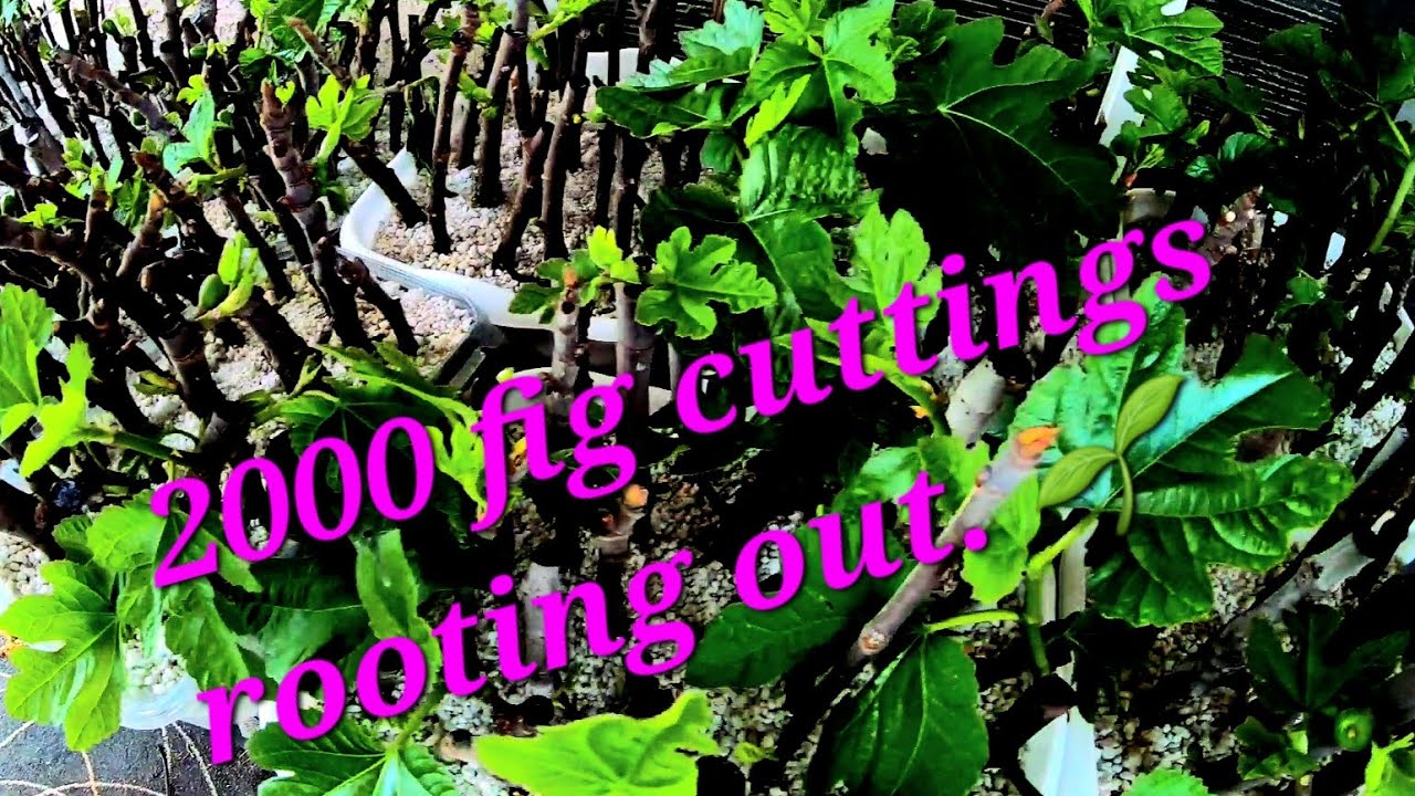 Update, Black Mission fig tree and 2000 fig tree cuttings.