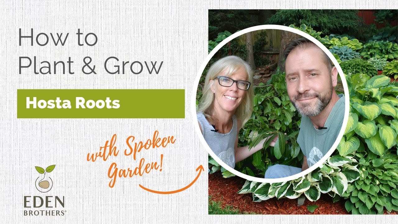 How to Plant and Grow Hosta Roots