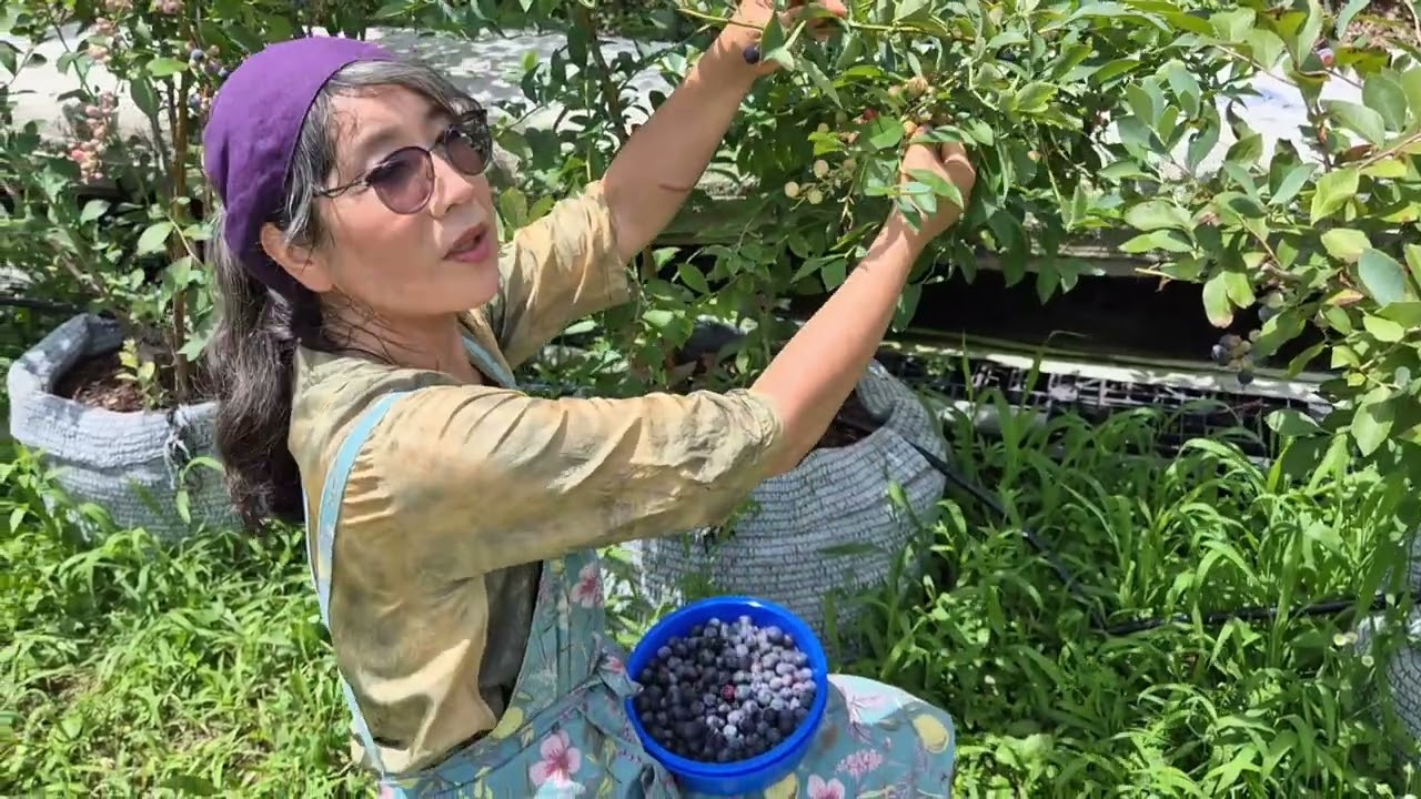 블루베리 수학 시기