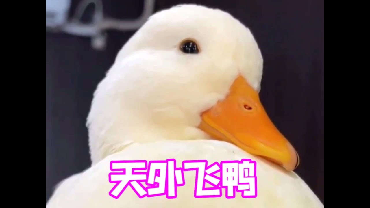 家有萌宠成精，天外飞鸭，一只很会飞的鸭子！