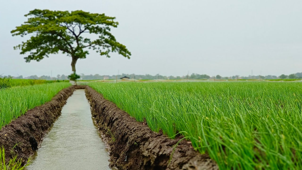HUJAN DI GUBUG SAWAH
