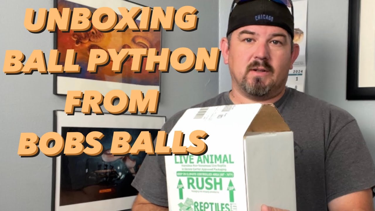 Unboxing Ball Python From Bobs Balls