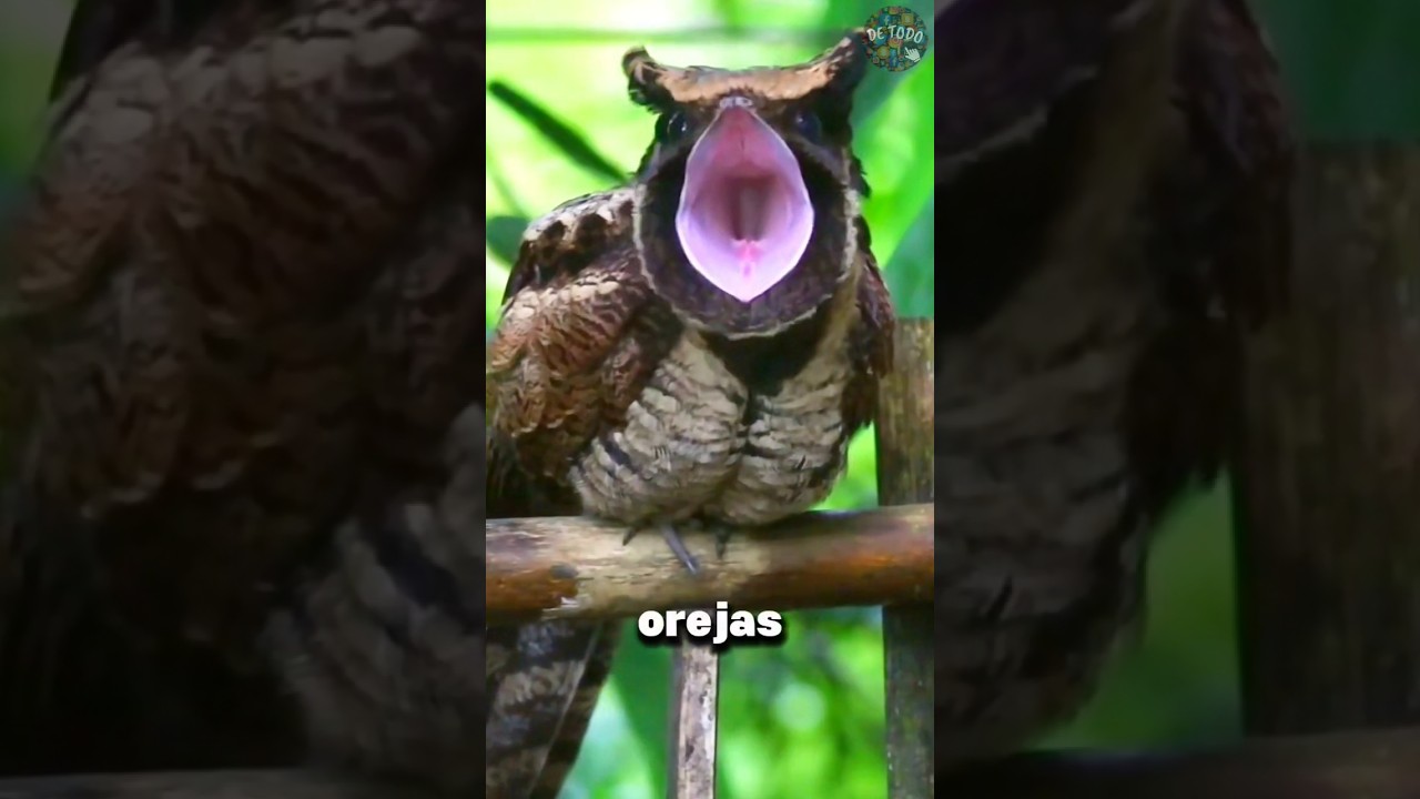 El Camuflaje del Chotacabras Orejudo 😲 #datoscurisos #detodo #sabiasque #shorts