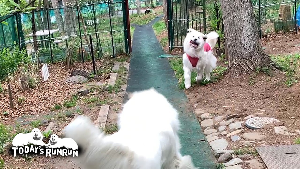 荒ぶるルンルン華麗なステップでアランを翻弄する　Great Pyrenees　グレートピレニーズ