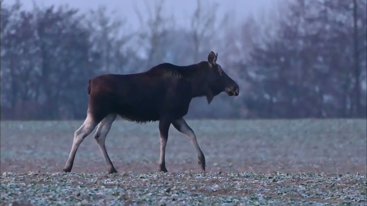 Spotkanie z łosiem 