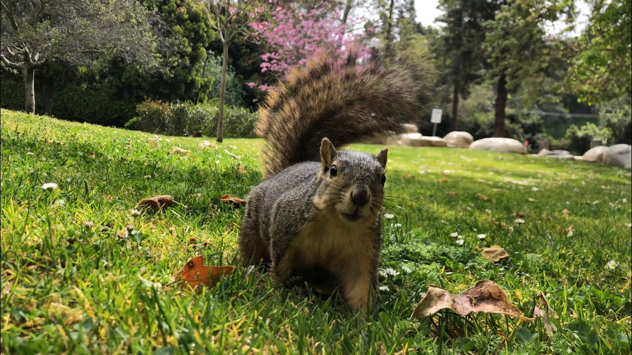 🌟Meet Ned | The fancy squirrel
