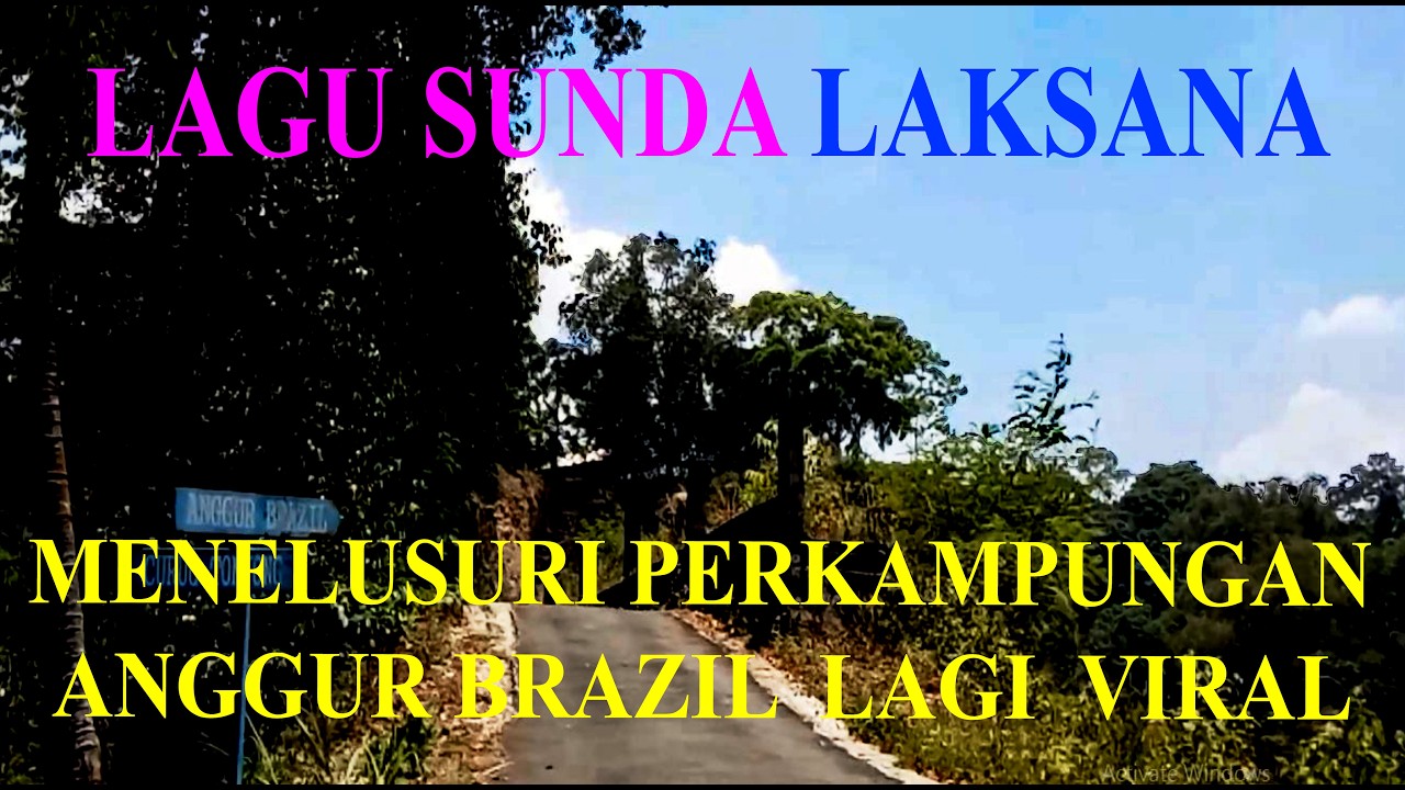 LAGU SUNDA LAKSANA MENESURI PERKAMPUNGAN ANGGUR BRAZIL LAGI VIRAL DI DESA TEJA RAJAGALUH MAJALENGKA
