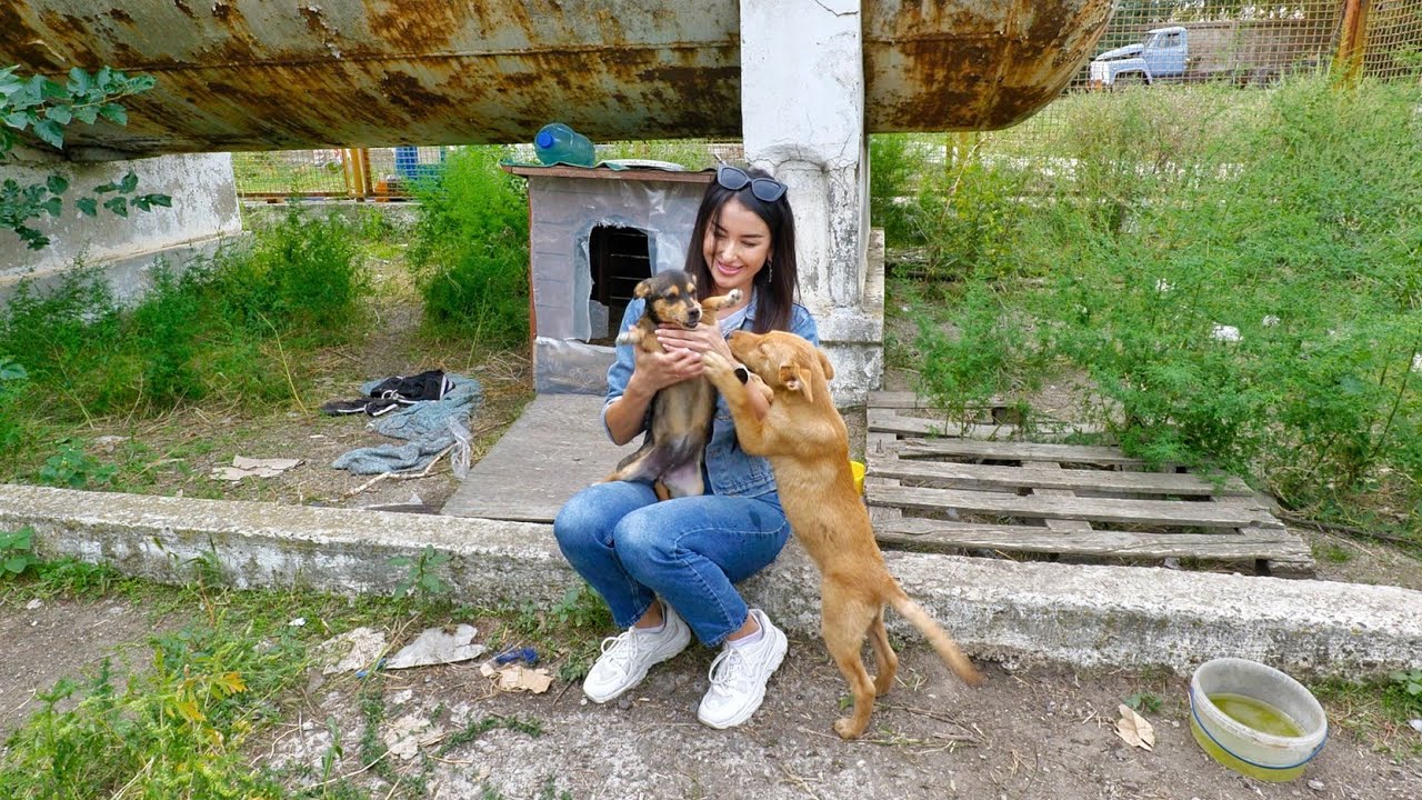 Puppies, Abandoned Without Chance to Survive, Can't Hold Their Emotions When We Came to Help Them