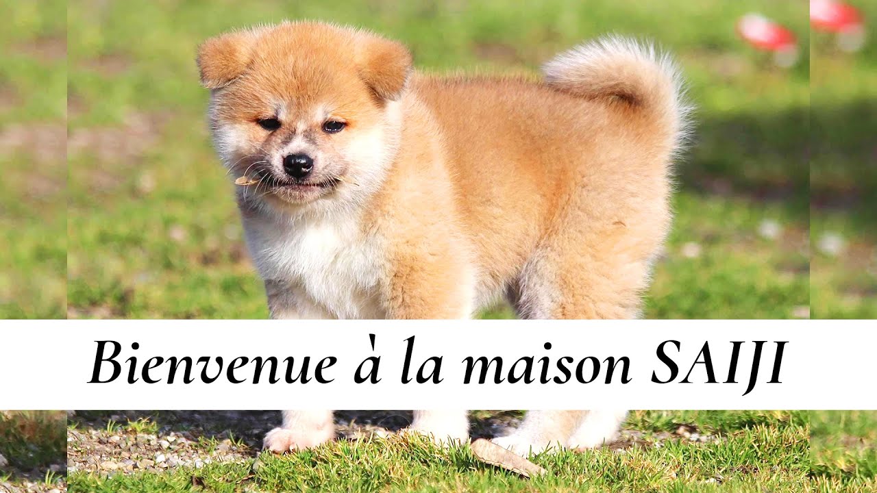 ARRIVÉE DE SAIJI → CHIOT AKITA INU