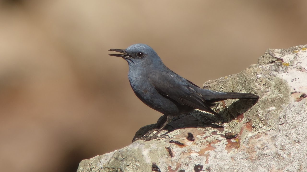 Singing Blue Rock Thrush at Monfrague