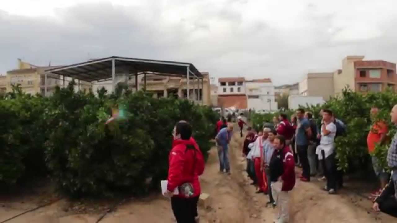 63º Campeonato España Palomos Deportivos - La Llosa de Ranes: 2ª Prueba