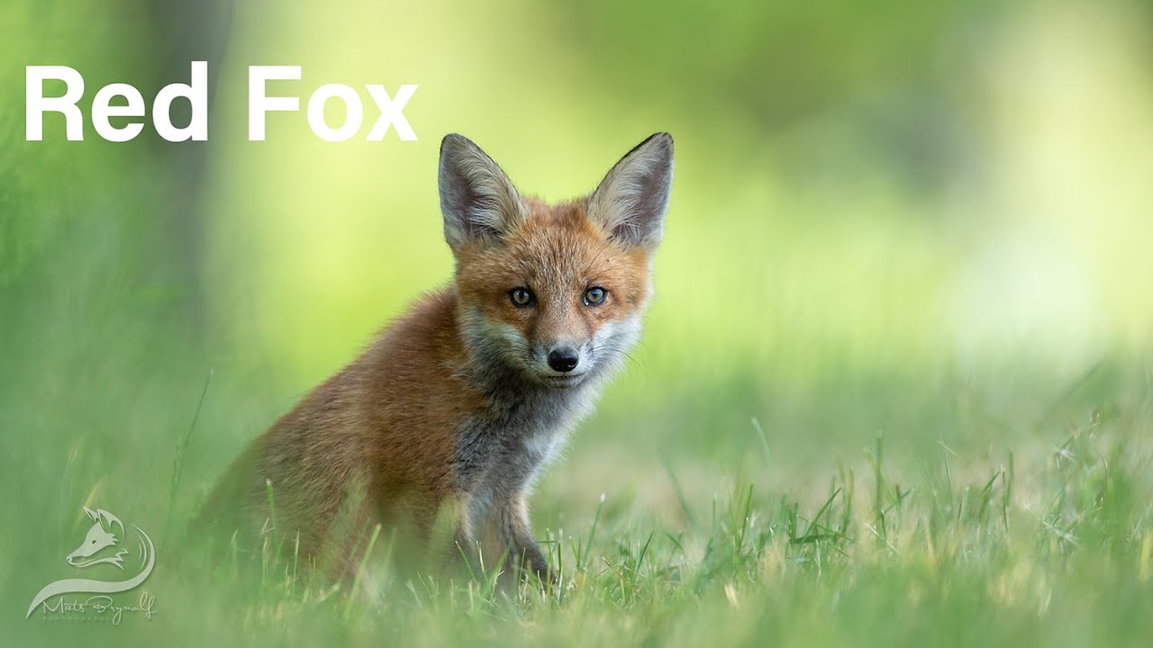 Red Fox