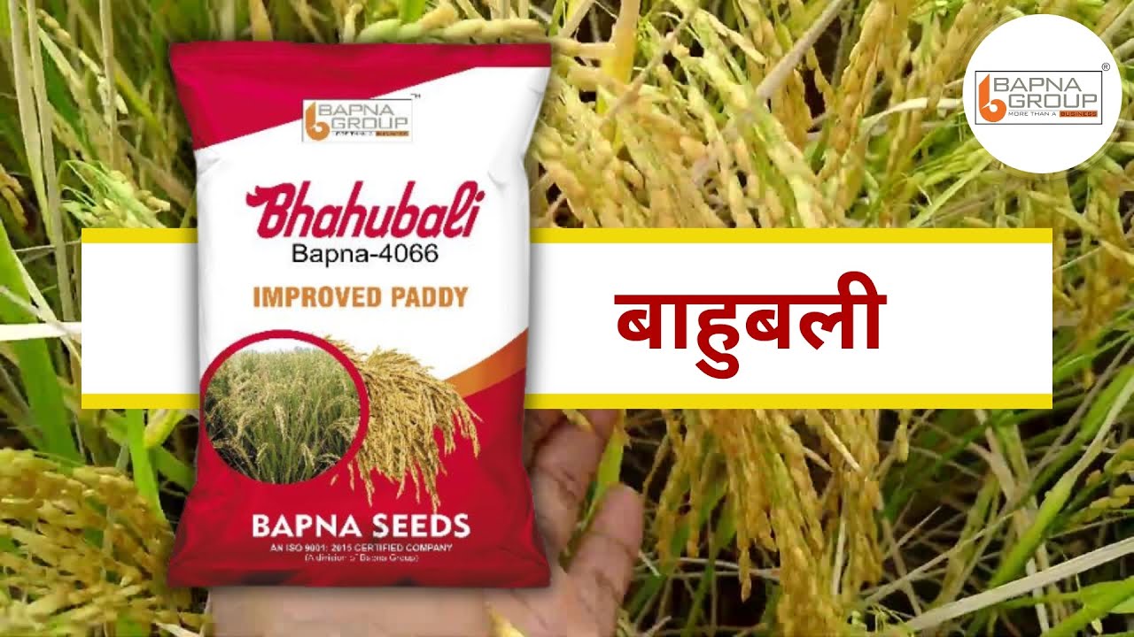 🌾 बाहुबली बापना-4066  🌱 सिंचित हो या वर्षा आधारित – हर ज़मीन के लिए तैयार बाहुबली..!