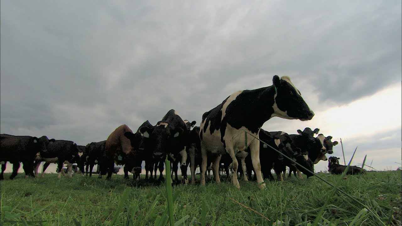 Benefits of Rotational Grazing (MU Extension)